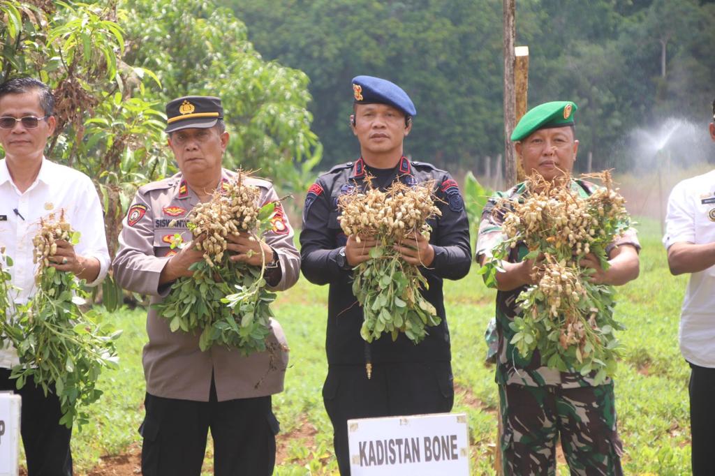 Panen Kacang di Tengah Kekeringan, Danyon Ichsan: Semoga Musim Kering Segera Berlalu