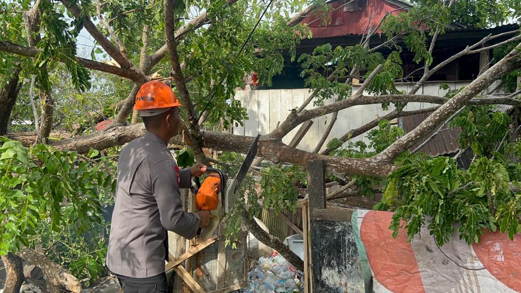Pohon Tumbang Timpa Rumah Warga, SAR Brimob Bone Gerak Cepat Lakukan Evakuasi