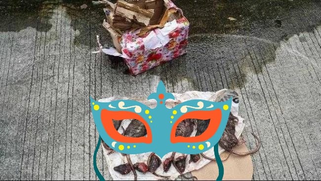 Teror Berlanjut: Kiriman Bangkai Tikus Gegerkan Kantor Tempo